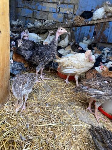 kənd colpası satışı: Satılır durçinka,serbilis,hündüşka — 11