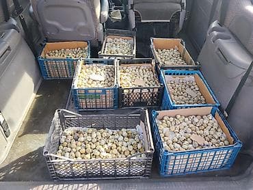 Pişiklər: Məhsul: Bildirçin və bildirçin yumurtası Təsvir: - Cins: Ət-yumurta — 6