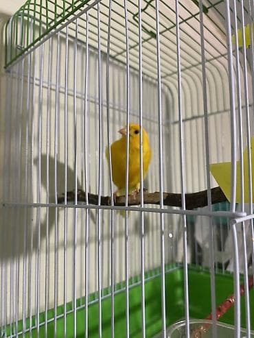 inek yemi: Sarı bülbül və qəfəs dəsti Qızğın erkək bülbül kletqa qarışıq — 2