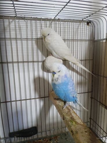 котята в баку: Çex dişi satılır 1 yaş 7 ay Cütdə olub bala verib Qiymət 40 manat — 2