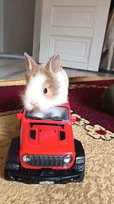 lider toyuq cinsi: Dovsan balalari topdan Ve tek satilir. Yerli ve cins balalar — 6