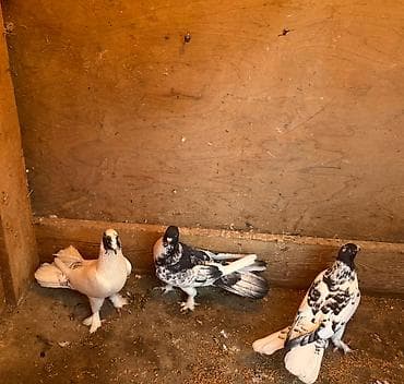 Göyərçinlər: Tecili satilir yer olmadigi ucun hamisi damazliq quwlardi goz — 4