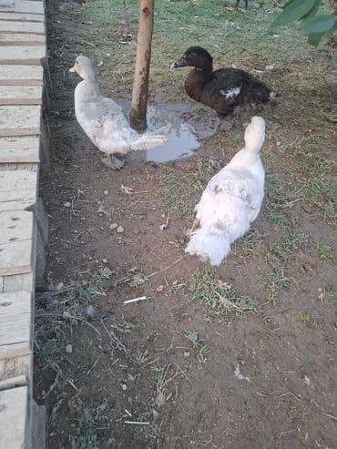 Məhsul: Ördəklər Təsvir: - Şəkildə 3 ədəd ördək görünür: 2-si açıq