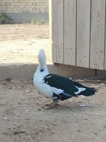 yerli inəklər: Toyuq, Brama, Damazlıq — 4