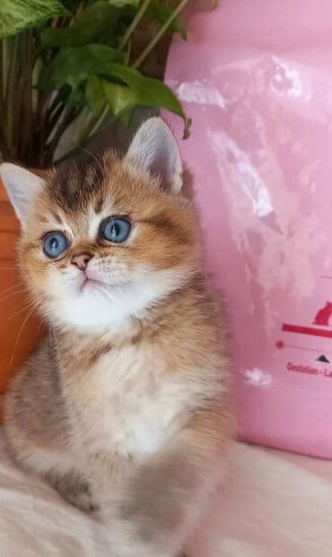 tüksüz pişik: Britan, Erkək, Yaxşı əllərə, Ünvandan götürmə — 5