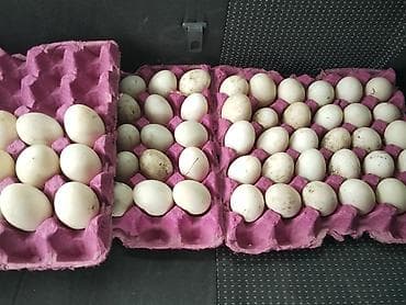 Məhsul: Ördək yumurtası
Cox alan olsa qiymetde endirim olunacaq