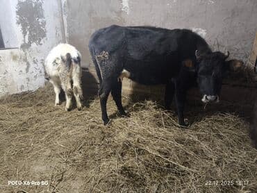 jako tutuquşusunun digər adı: Məhsul: İnək və bala (dana) Təsvir: - Şəkildə iki baş heyvan təqdim — 1