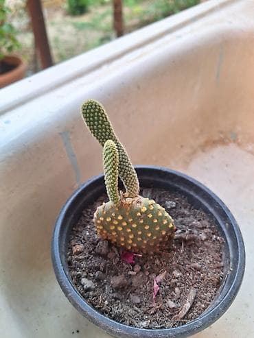 drasena bitkisi: Böyük qapalı bitki və sükulent dəsti - Begonia maculata (benekli — 10