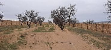 mida evlər: 53 sot, Tikinti, Mülkiyyətçi, Kupça (Çıxarış) — 2