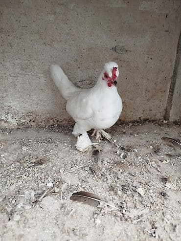 toyug fermasi: Toyuq, Damazlıq — 1