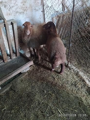 Toyuqlar: Qoyun və quzu cütü - Ana qoyun: yerli ətlik-yunlu tip, açıq-qəhvəyi — 5