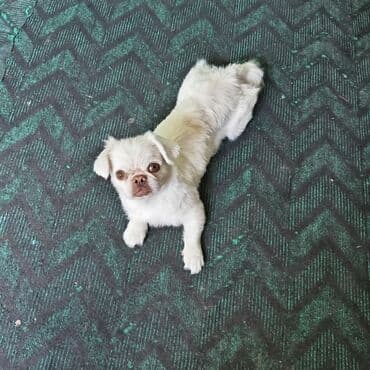 pişik bala: Pekines, 7 ay, Dişi — 7