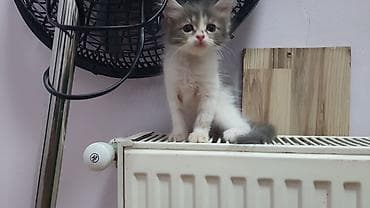 pișik: ПАПА - МЕЙНКУН,МАМА-ШОТЛАНДКА. КОТЯТАМ 1,5 МЕСЯЦА. ХОДЯТ В ЛОТОК,ЕДЯТ — 7