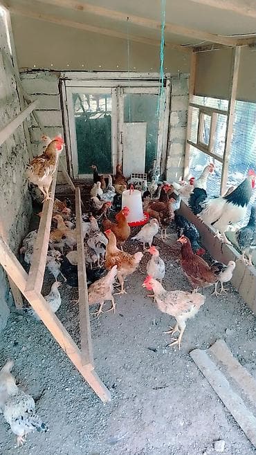 cuce yemi: Məhsul: Ev quşları – toyuq sürüsü Təsvir: - Hibrid və yerli cinslərin — 2