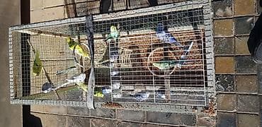 hind quşu cucesi: Papugaylar saglam guslar 6 ayfan yuxari — 10