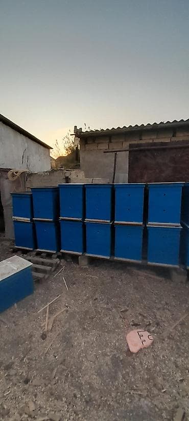 ev pisiyi satisi: Arıçılıq üçün çoxkorpuslu taxta pətəklər Məhsul təsviri: - Material — 2