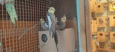 отдам в добрые руки: 5 ədəd quşdu.iki cüt hazır maya erkekdi.biri tək erkekdi adı — 4