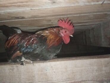 bakida cins ineklerin satisi: YAPON : Xoruz reyal alıcı yaşın 15azndi Təsvir:hem ucuz həm 1ilk — 1