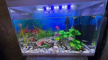 akvarium kompressor: Akvaryum dəsti – ağ çərçivəli, örtüklü Xüsusiyyətlər: - Düzbucaqlı — 5
