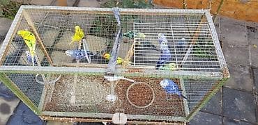 hind quşu cucesi: Papugaylar saglam guslar 6 ayfan yuxari — 5