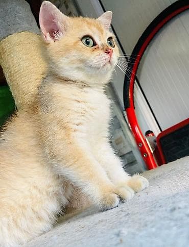 pişik pers: Британская — 5