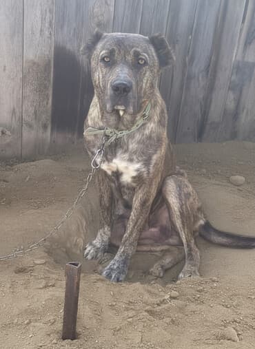 İtlər: Heyvan goz qabagindadi 2 defe bala verib. kurseye az qalib. bala — 1