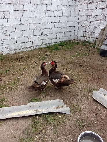 2dene ordey erkey maya öküz cinsi çut 80asaqi yeri var - Cins