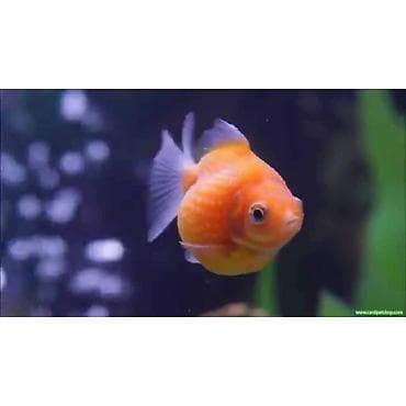 Qızıl balıq, Sülhsevər