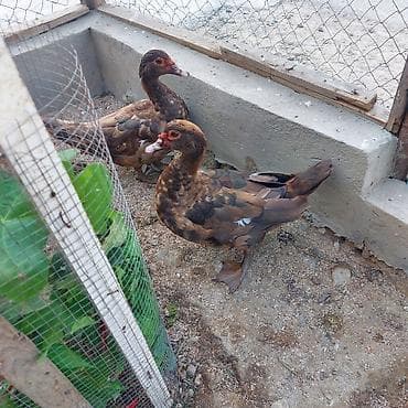 soya yemi: 1 ədəd Orginal Krasnador Fərəsi 5 Aylıqdı tam sağlam Aktiv ördəyd sonu — 9