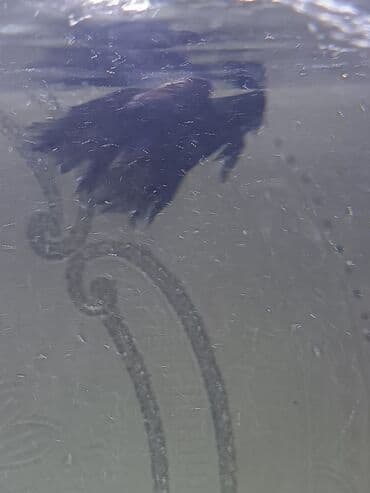 atların satışı: Betta (Petuşok balığı), Sülhsevər — 2