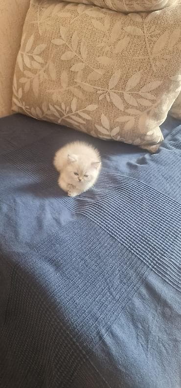 van pisiyi satilir: Britan — 3