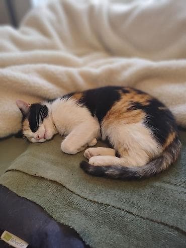 qoyun heyvan: Dişi, Yaxşı əllərə — 2