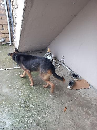 Alman çoban iti lalafo.az -da Alman çoban iti