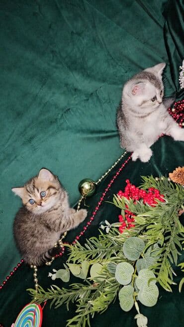 afçarka balaları: Şotland, Ünvandan götürmə — 3