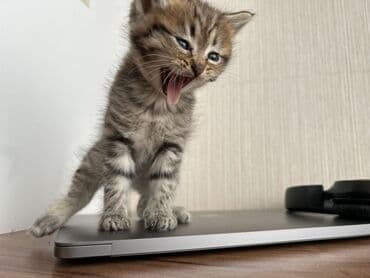 где можно купить котенка: Табби — 4