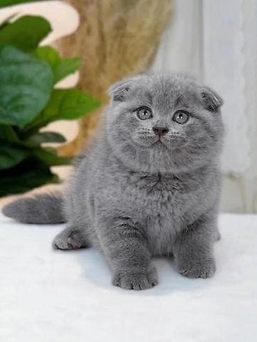 Кошки: Шотландская, Самец, Самка, В добрые руки, Самовывоз, Бесплатная доставка, Платная доставка — 6