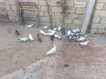 pisik ag: Salam tam sağlam heyvanlardı 20 dənə heyvandı içndə hər nişan heyvan — 6