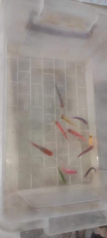 balığlar: Glofish, Sülhsevər — 3