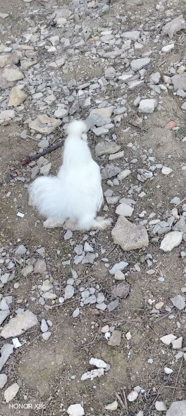 Гуси: Məhsul: Ağ İpək toyuq (Silkie) – dekorativ cins Xüsusiyyətlər: - — 2