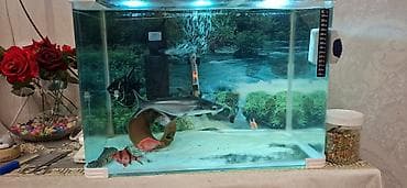 akvarium isiqlari: Akvaryum komplekti - Şüşə akvaryum: düzbucaqlı forma, qalın şüşə — 4