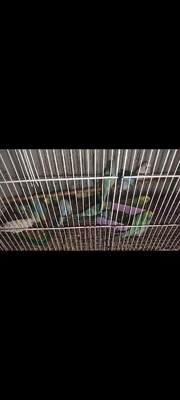 lal ordek balası: Salam.15 dene hazır quş valnist içində rainbow cexdən dönmə də var — 1