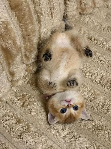 pişim: Britan — 4