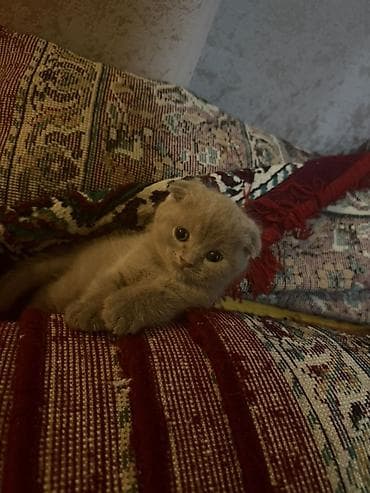 pişik üçün: Şotland — 5