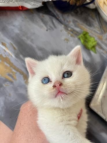 cuce yemi: Qızıl şinşilla — 4