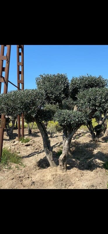 adəm ağacı: Dekarativ agaclarin satisi — 12