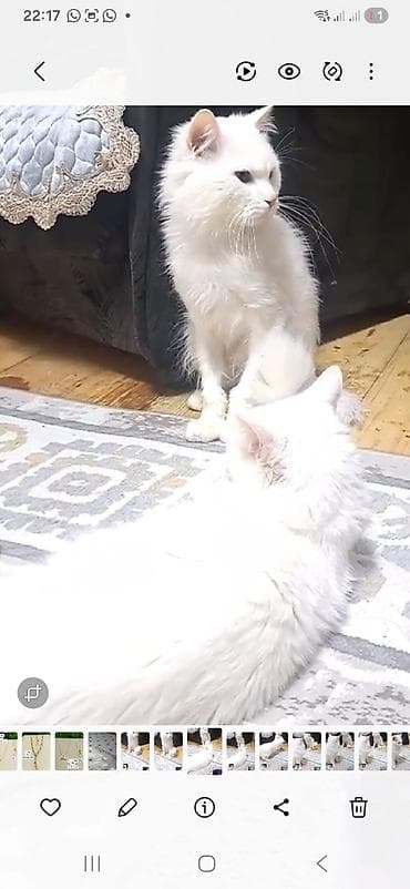 paroda pişik: Şotland — 4