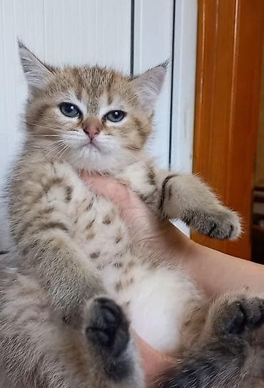 Britan, Dişi, Yaxşı əllərə, Ünvandan götürmə