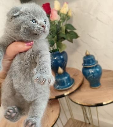 pulsuz pişiy: Şotland yastı qulaq — 3