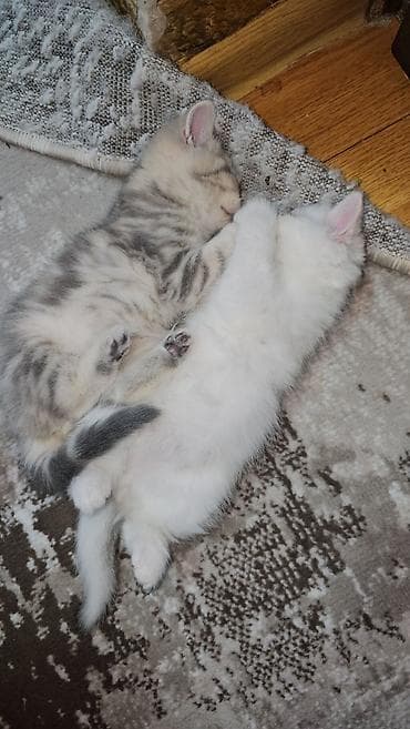 Ferrari: Шотландская, Самец, Самовывоз — 4