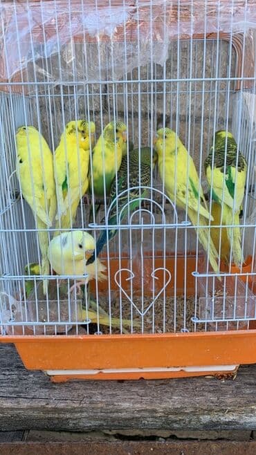 купить собаку в: Salam aleykum tutuquşular satışda 15 azndan 20 azna kimi saglam MA ŞA — 1